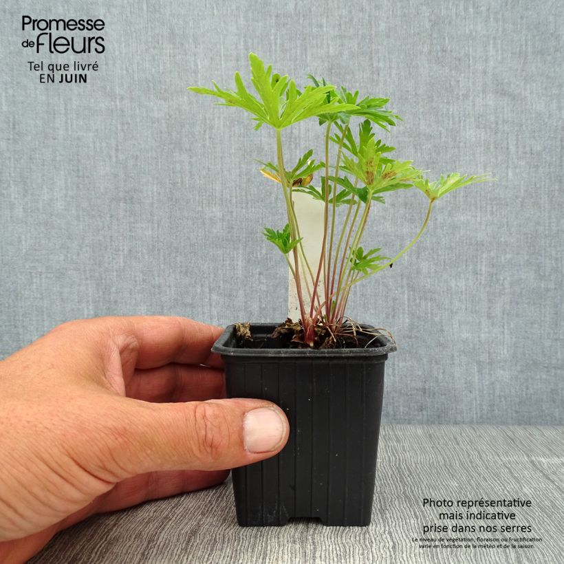 Geranium pratense Summer Skies 8/9 cm pot sample as delivered in summer