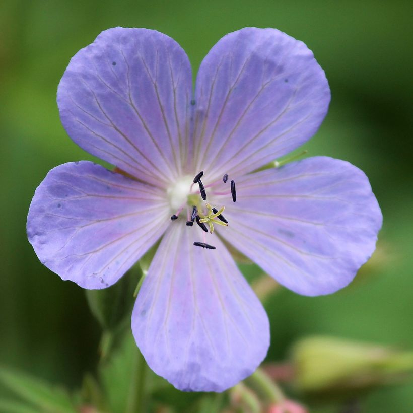 Geranium pratense Victor Reiter Junior (Flowering)