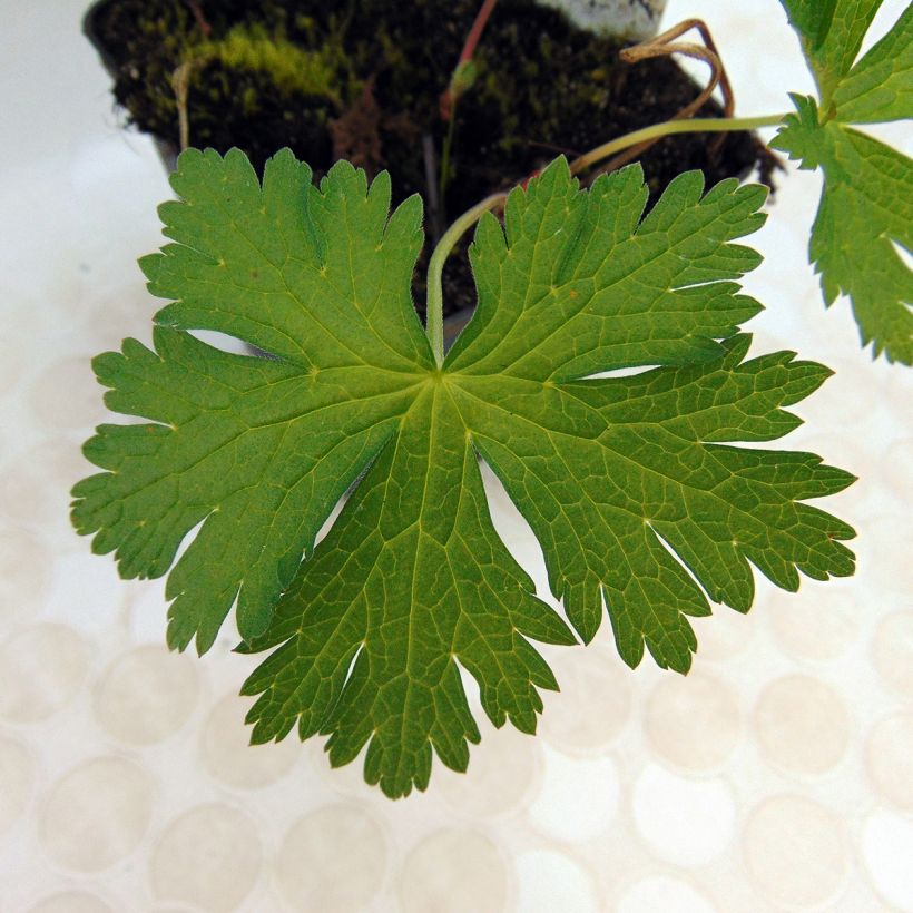 Geranium psilostemon Bressingham Flair (Foliage)