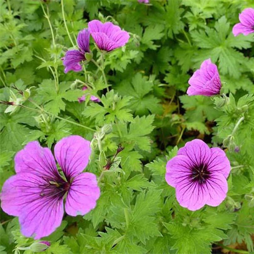 Geranium psilostemon Bressingham Flair (Flowering)