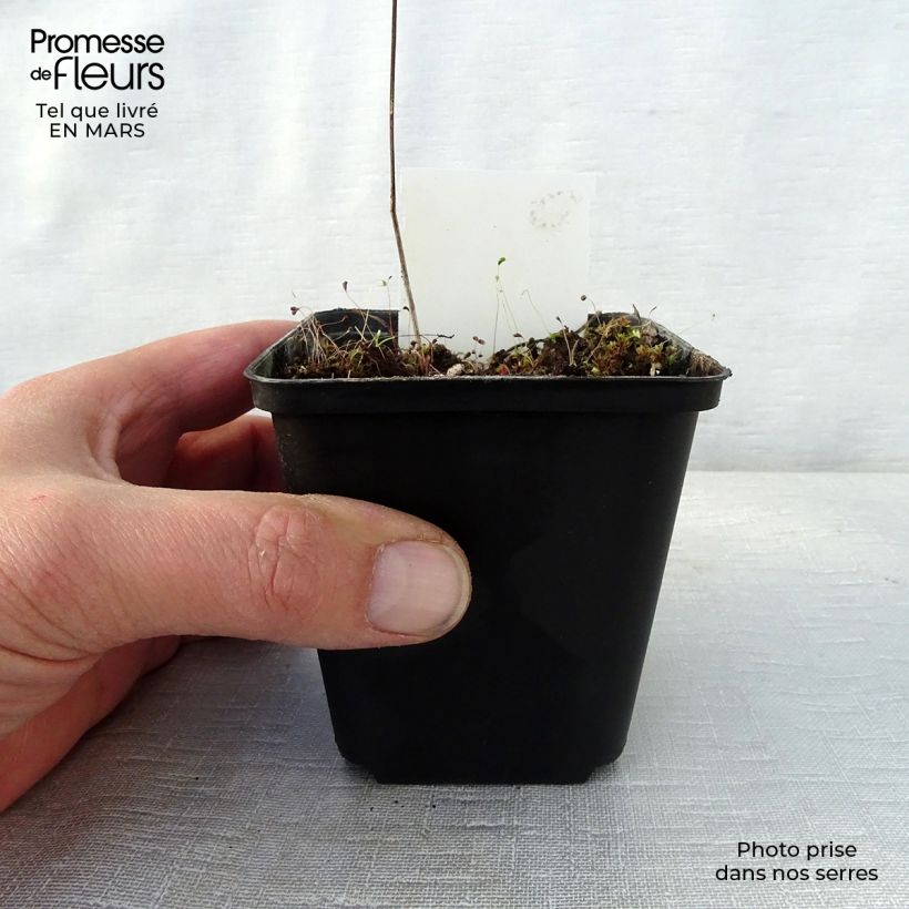 Geranium psilostemon Bressingham Flair 8/9 cm pot sample as delivered in spring