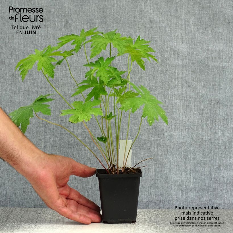 Geranium psilostemon - Armenian Cranesbill 8/9 cm pot sample as delivered in summer