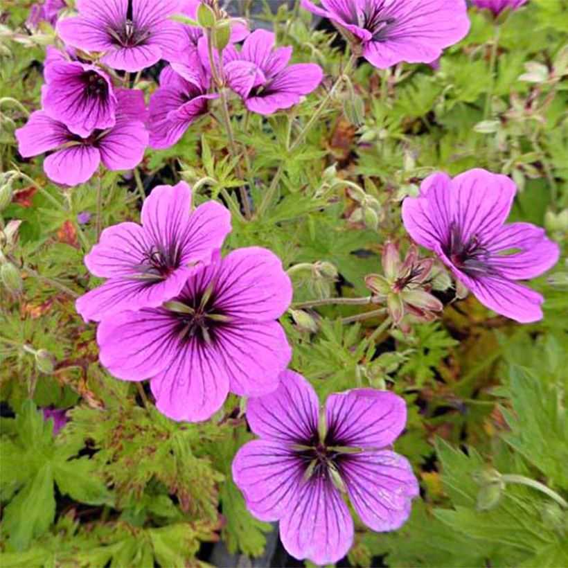 Geranium psilostemon JS Ma Tu Vu (Flowering)