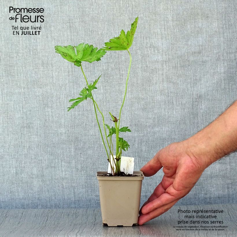 Geranium psilostemon JS Ma Tu Vu 8/9 cm pot sample as delivered in summer