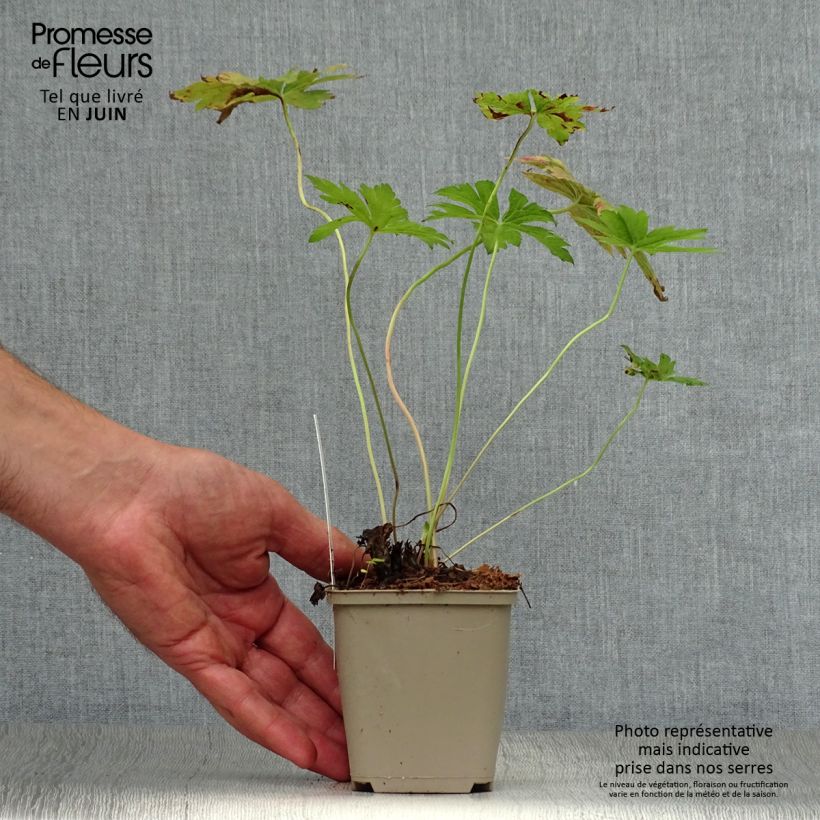 Geranium psilostemon Red Admiral 8/9 cm pot sample as delivered in summer