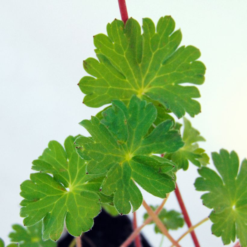 Geranium pyrenaicum Bill Wallis (Foliage)