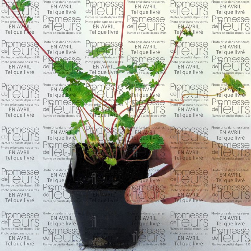 Example of Geranium pyrenaicum Bill Wallis 8/9 cm pot specimen as delivered