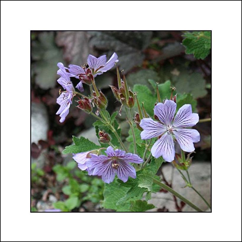 Geranium renardii Zetterlund (Flowering)