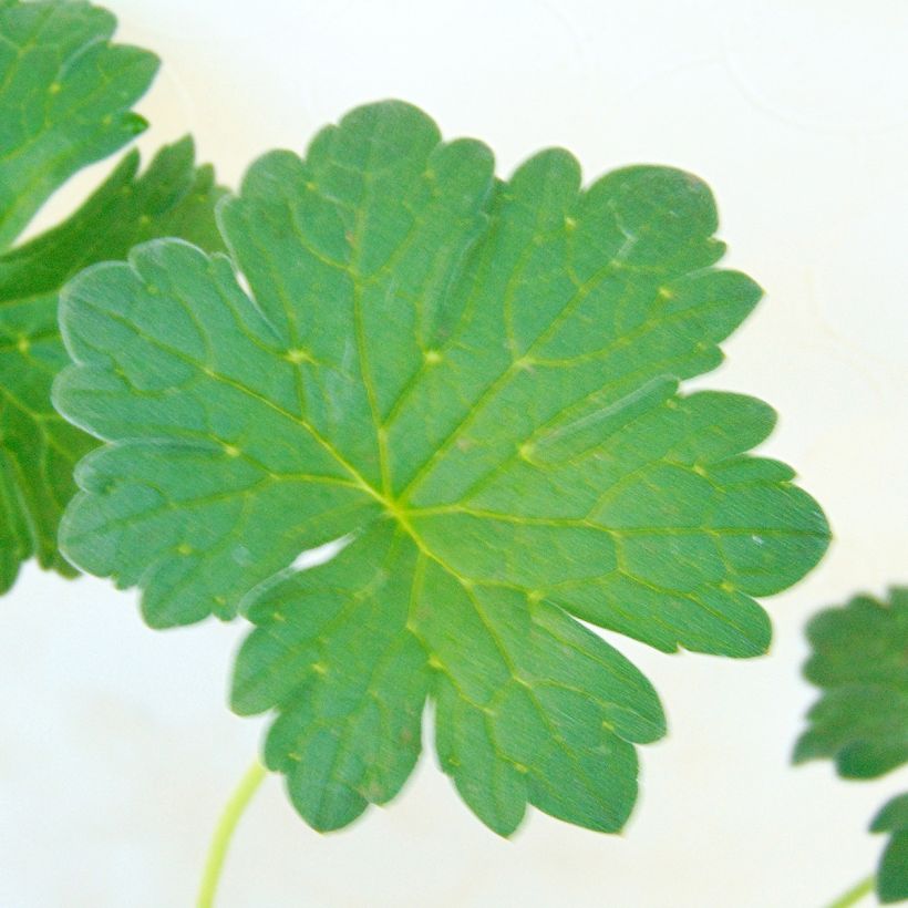 Geranium riversleaianum Russell Prichard (Foliage)