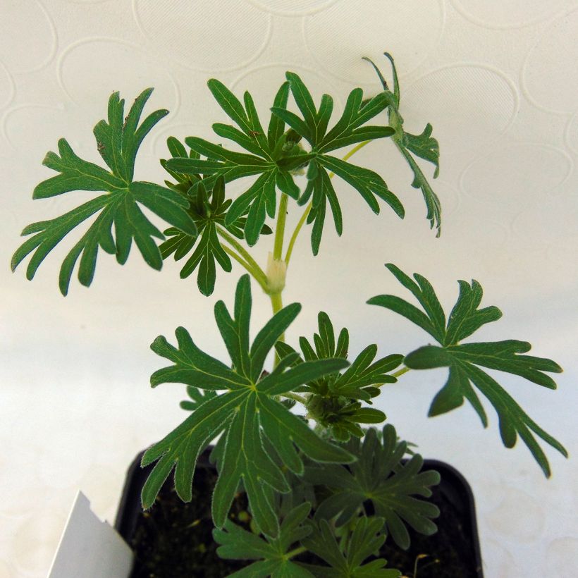 Geranium sanguineum Album (Foliage)