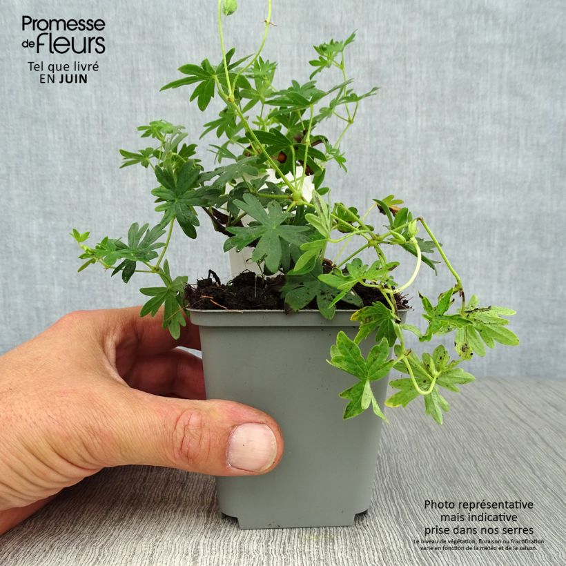 Geranium sanguineum Album 8/9 cm pot sample as delivered in summer
