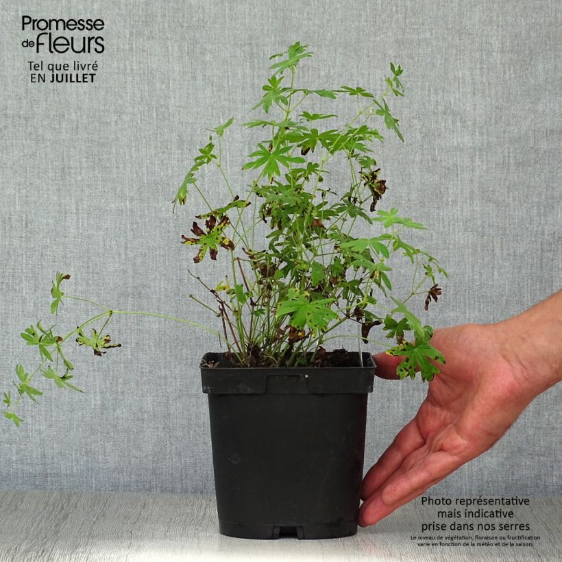 Geranium sanguineum Album 1.5L/2L pot sample as delivered in summer