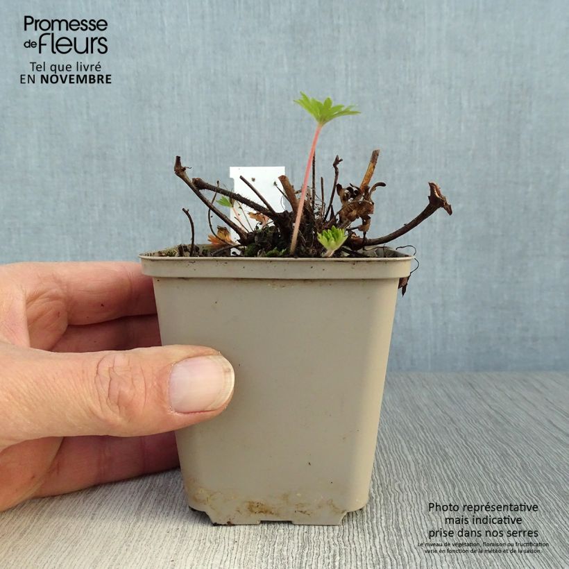Geranium sanguineum Aviemore 8/9 cm pot sample as delivered in autumn