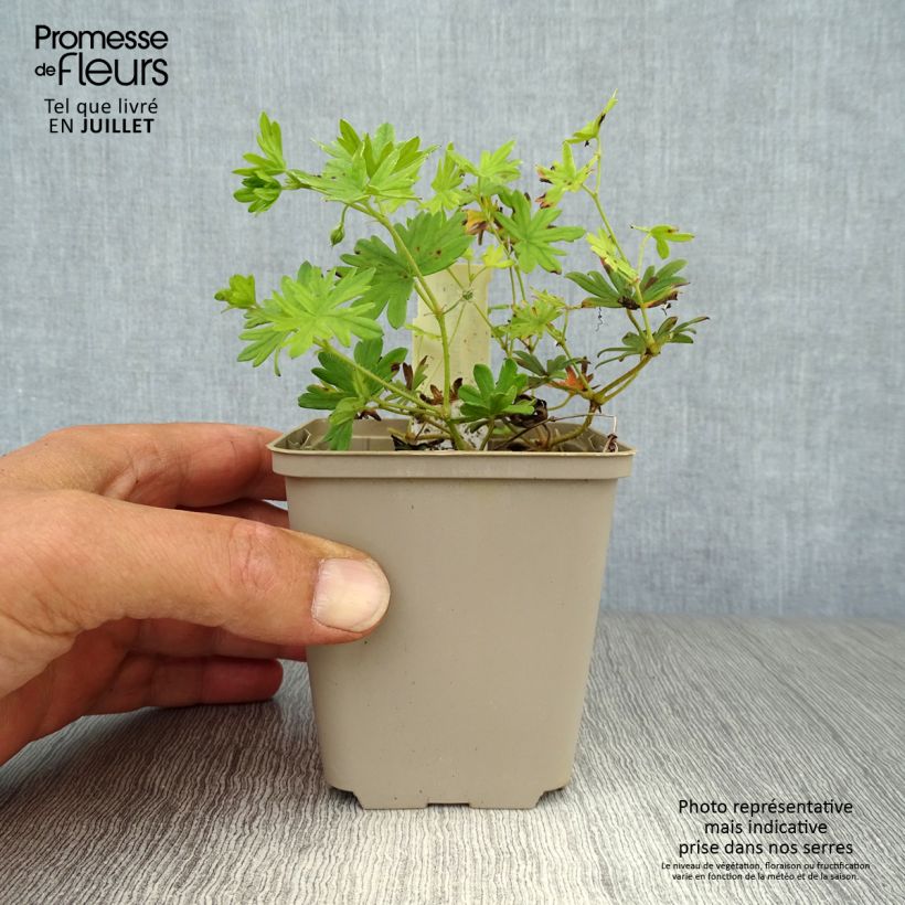 Geranium sanguineum Elke 8/9 cm pot sample as delivered in summer
