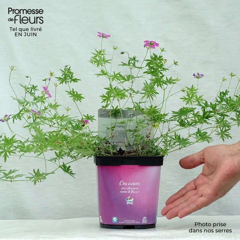 Geranium sanguineum Elke 2L/3L pot sample as delivered in summer