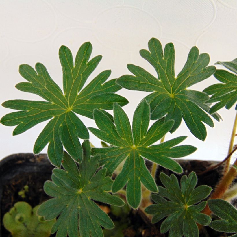 Geranium sanguineum Hannelore (Foliage)