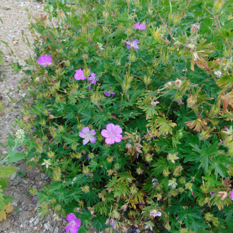 Geranium sanguineum Hannelore (Plant habit)