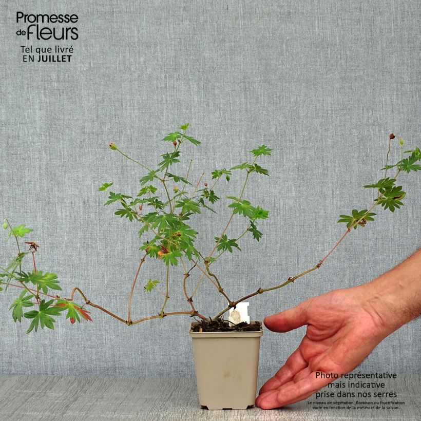 Geranium sanguineum Hannelore 8/9 cm pot sample as delivered in summer