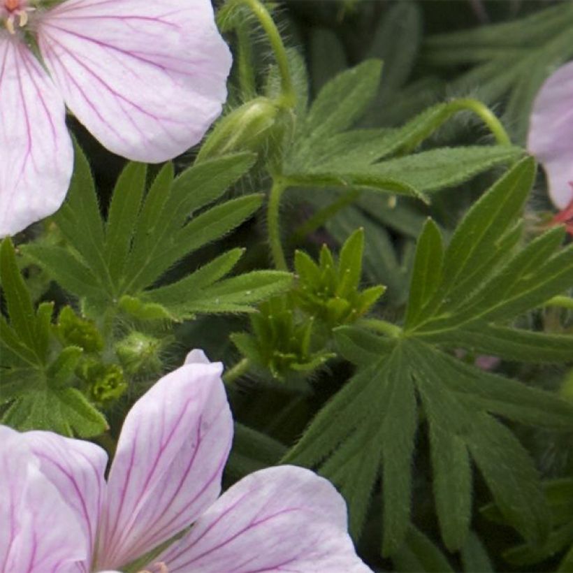 Geranium sanguineum Pink Pouffe (Foliage)