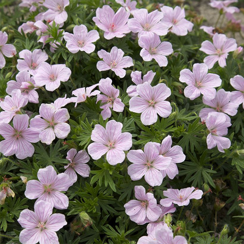 Geranium sanguineum Pink Pouffe (Flowering)