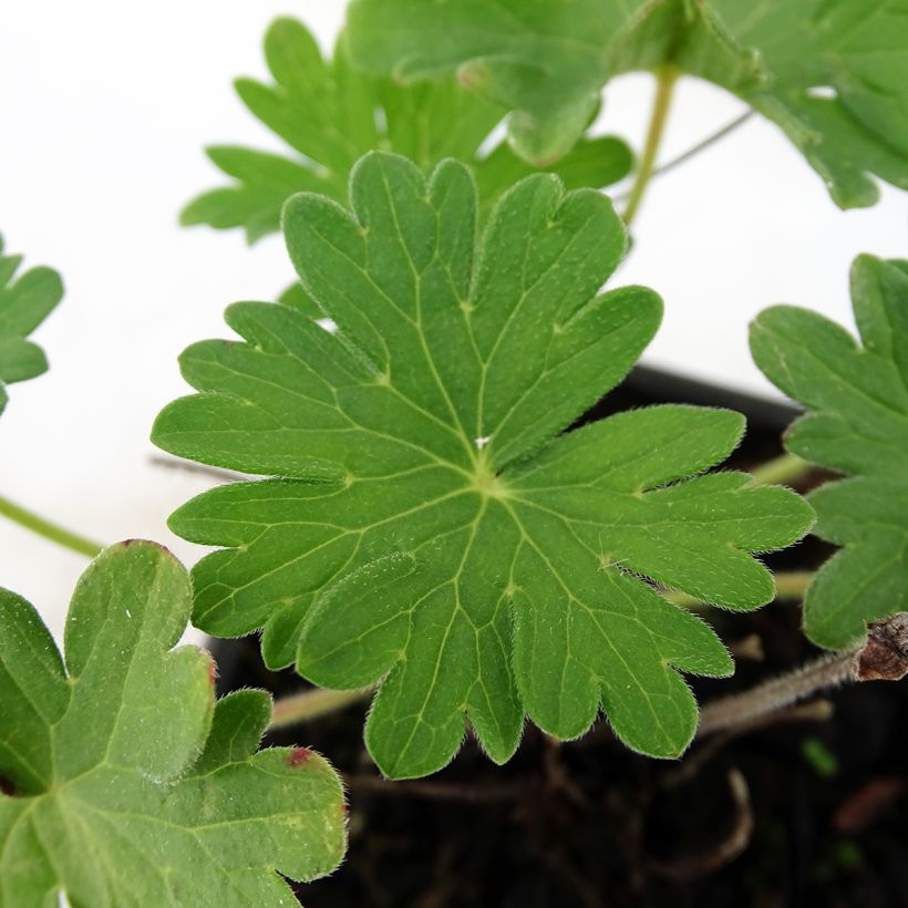 Geranium sanguineum Vision (Foliage)