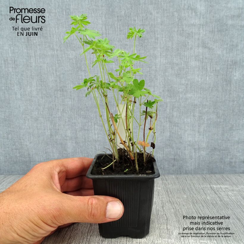 Geranium sanguineum - Bloody Crane's-bill 8/9 cm pot sample as delivered in summer