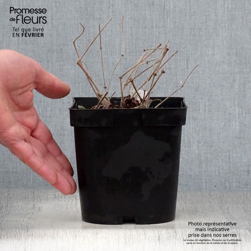 Geranium sanguineum - Bloody Crane's-bill 1L/1.5L pot sample as delivered in winter