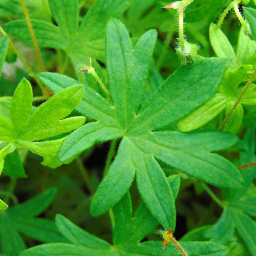 Geranium sanguineum var. striatum (Foliage)