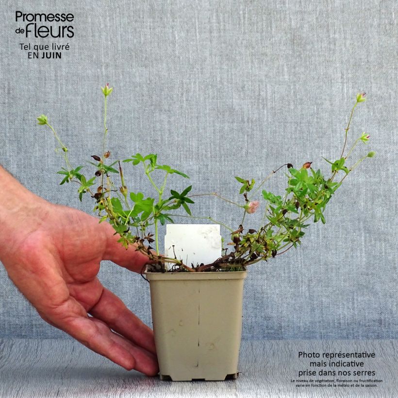 Geranium sanguineum var. striatum 7/8 cm pot sample as delivered in summer