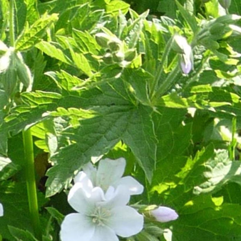 Geranium sylvaticum Album (Foliage)