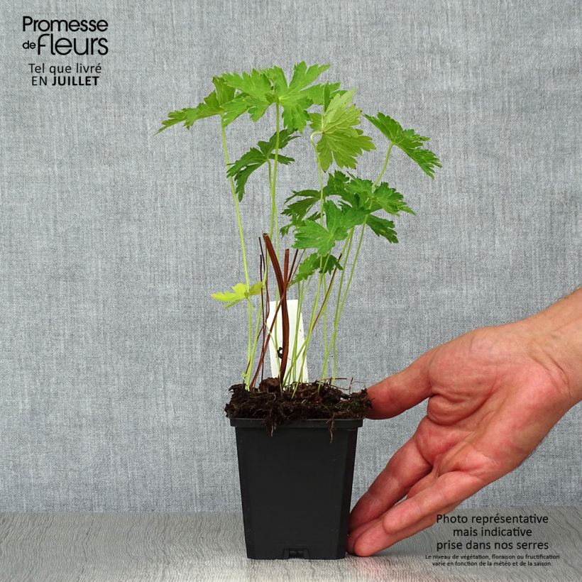 Geranium sylvaticum Album 8/9 cm pot sample as delivered in summer