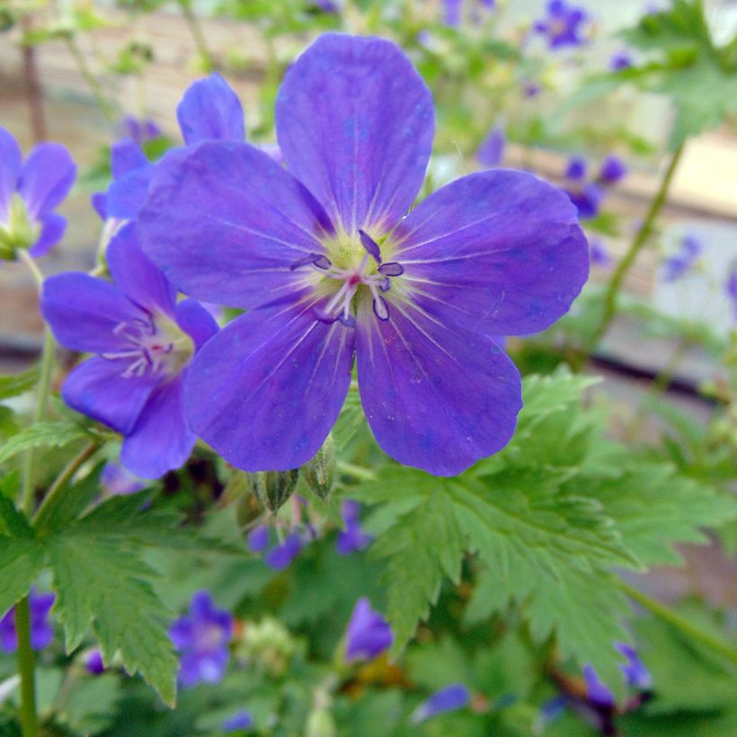 Geranium sylvaticum Bridget Lion (Flowering)