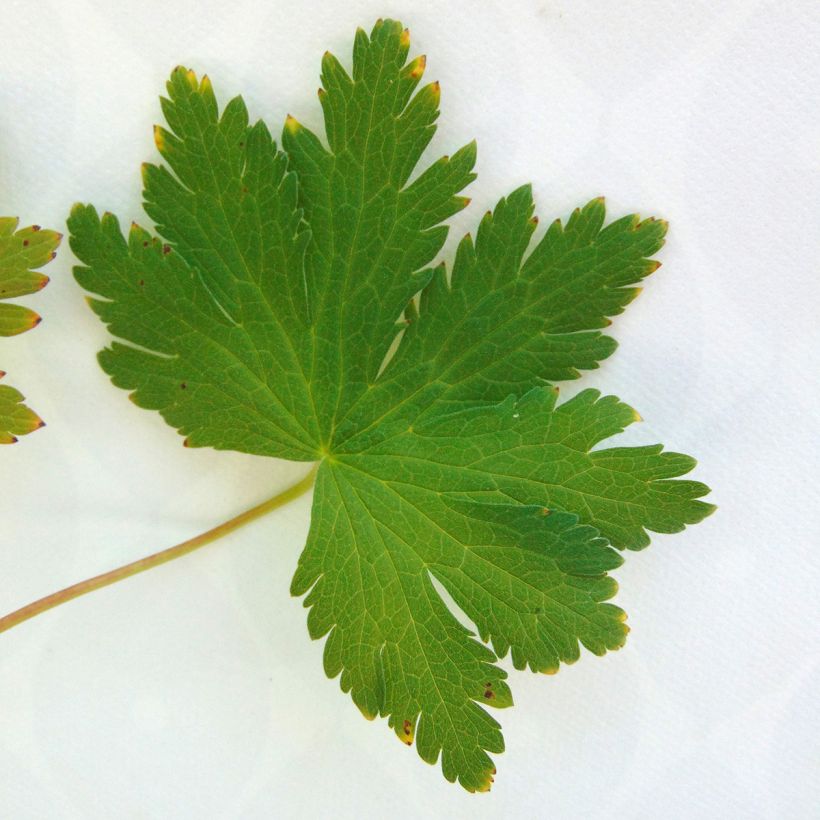 Geranium sylvaticum Ice Blue (Foliage)