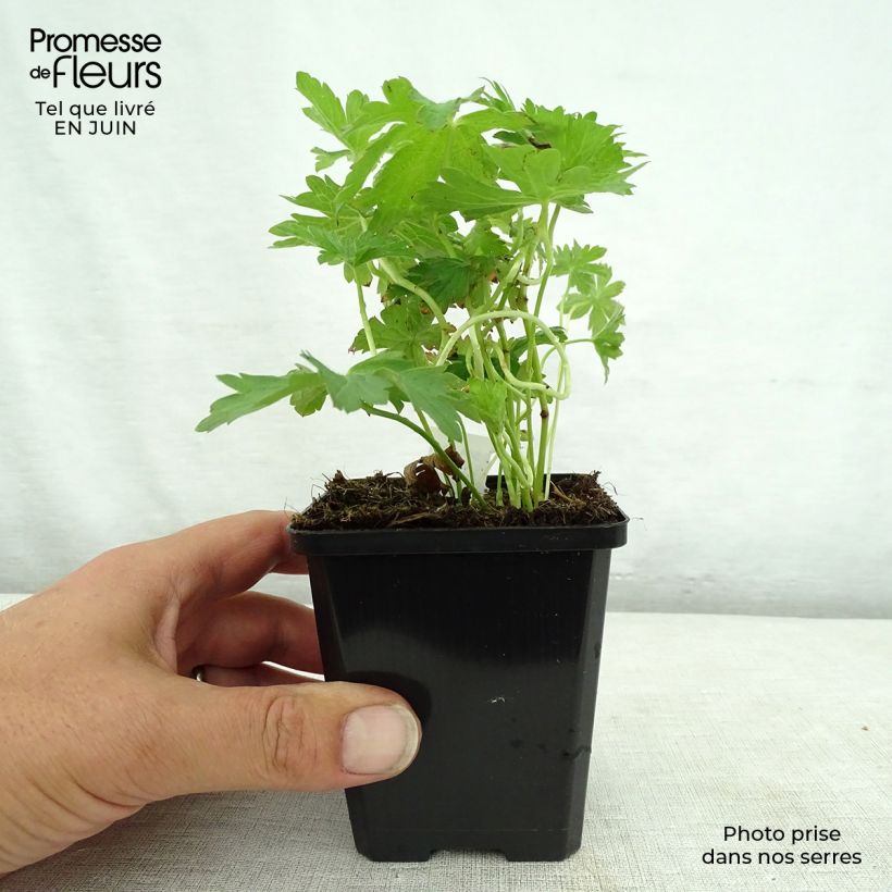 Geranium sylvaticum May Flower 8/9 cm pot sample as delivered in summer