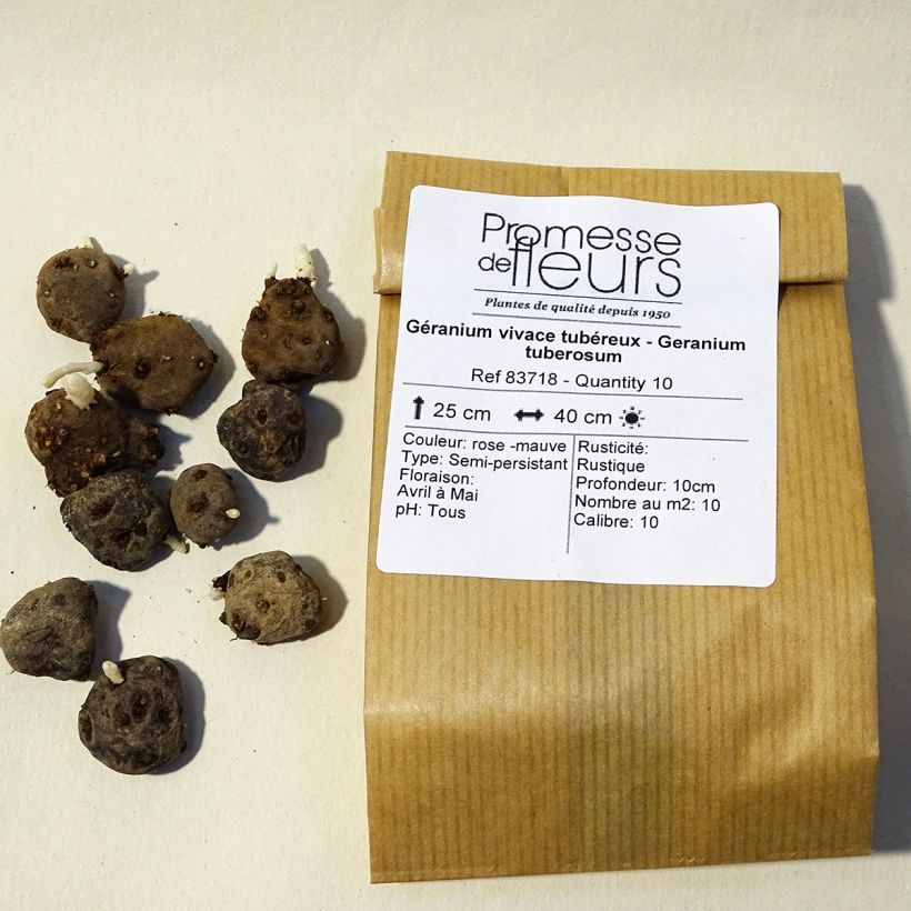 Example of Geranium tuberosum Bulb size 5+ specimen as delivered