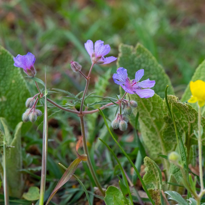 Geranium tuberosum (Plant habit)