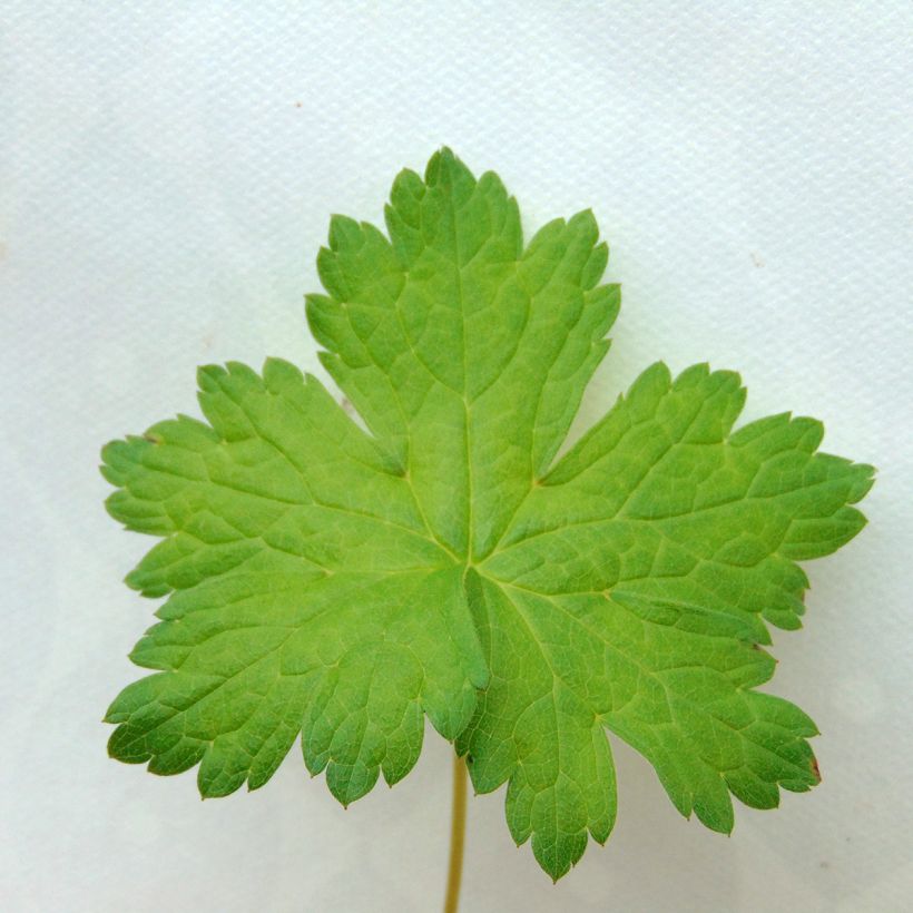 Geranium versicolor (Foliage)