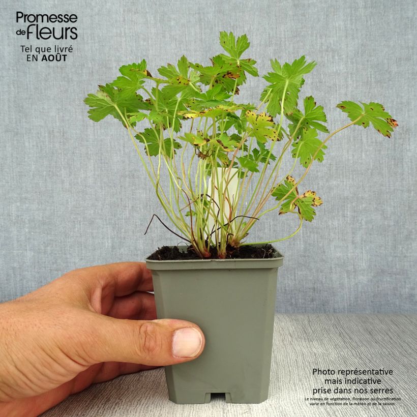 Geranium versicolor 8/9 cm pot sample as delivered in summer