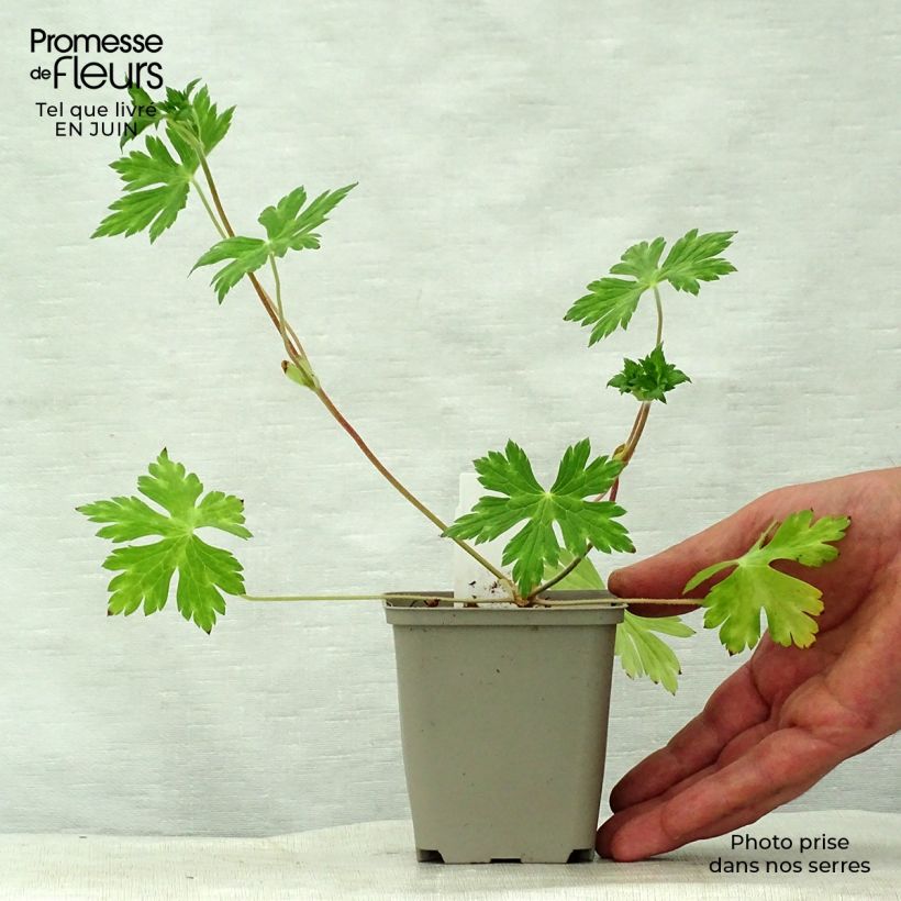 Geranium wallichianum Buxtons Variety 8/9 cm pot sample as delivered in summer