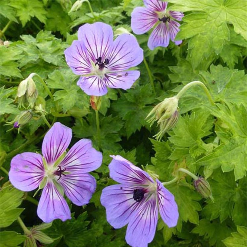 Geranium wallichianum Havana Blues (Flowering)