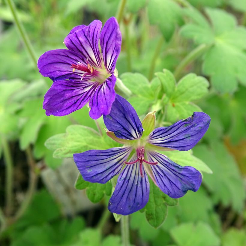 Geranium wlassovianum (Flowering)