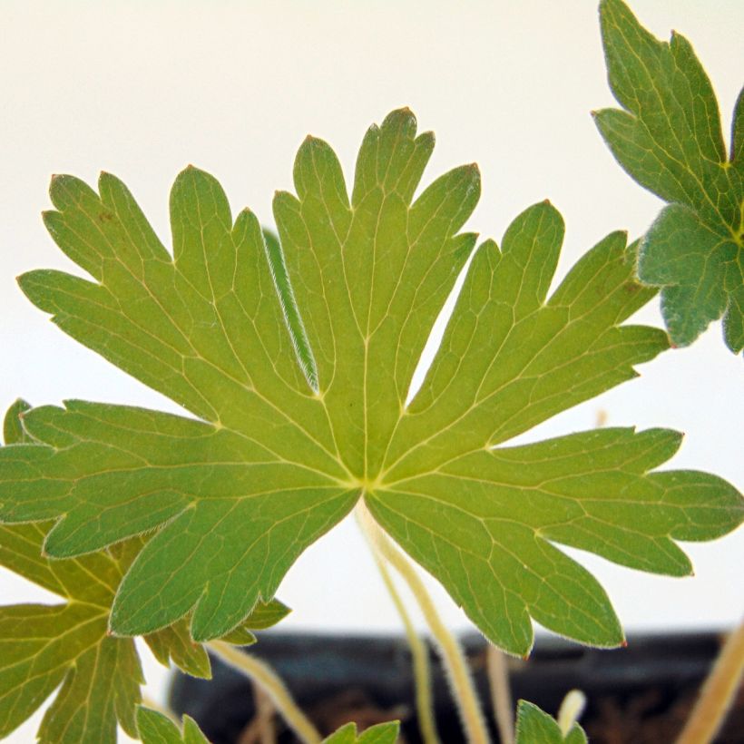 Geranium wlassovianum Crûg Farm (Foliage)