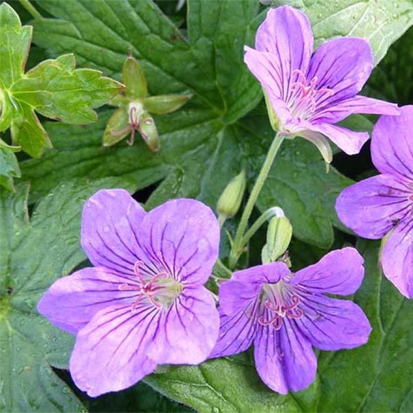 Geranium wlassovianum Crûg Farm (Flowering)