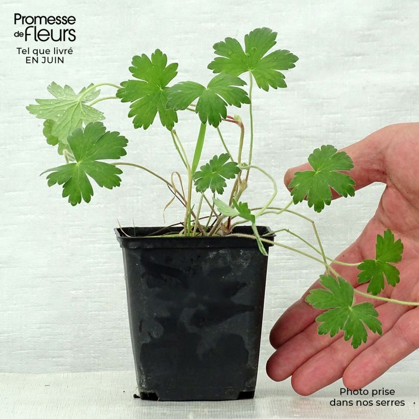 Geranium wlassovianum Crûg Farm 8/9 cm pot sample as delivered in summer