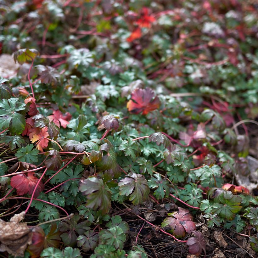 Geranium wlassovianum (Foliage)