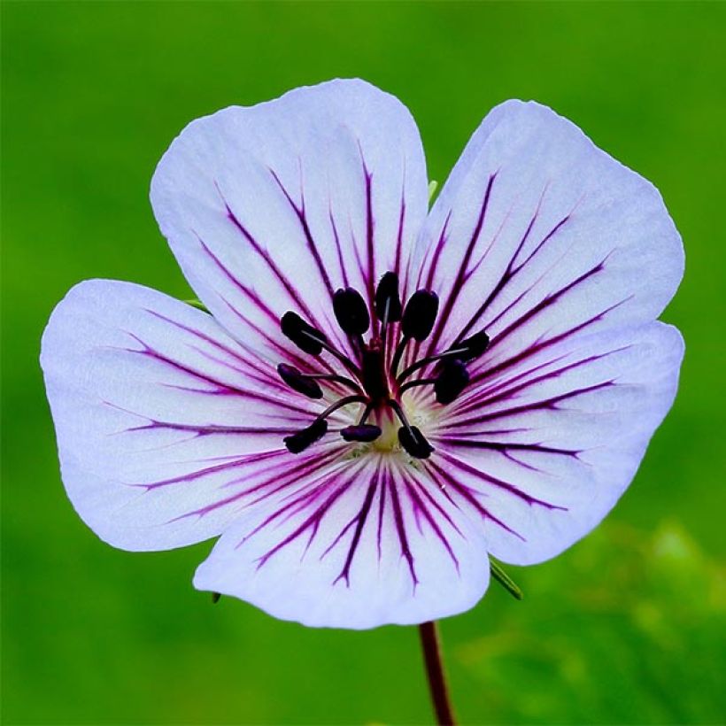 Geranium wallichianum Crystal Lake - Wallich's Cranesbill (Flowering)