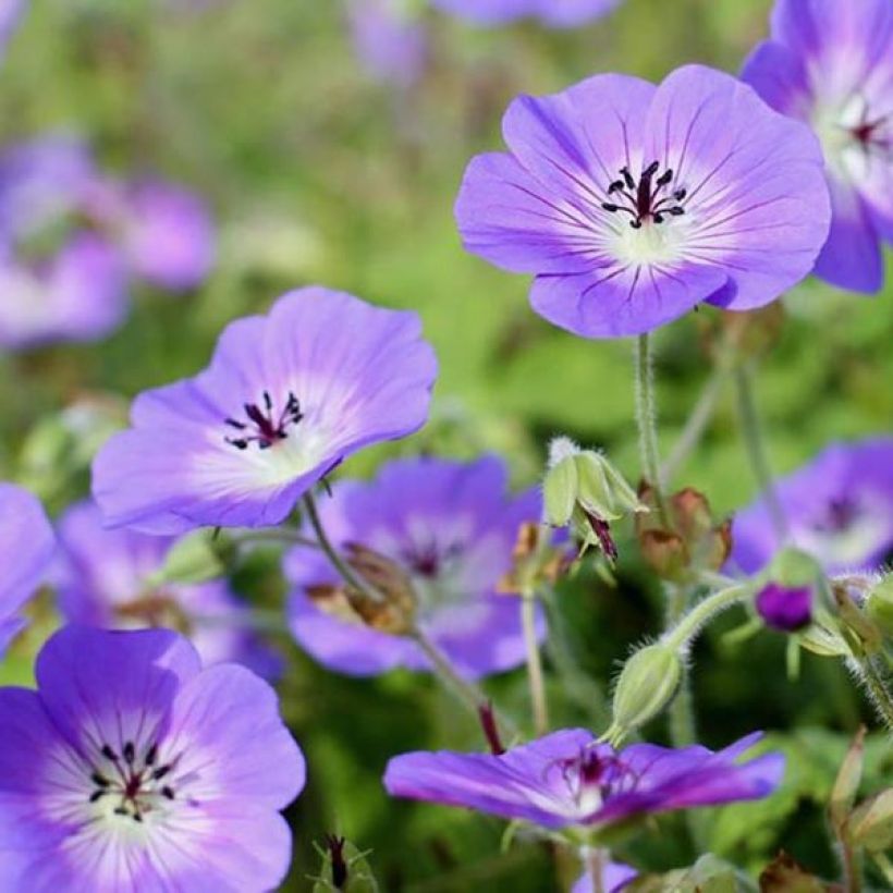 Geranium wallichianum Censation Daily Blue (Flowering)