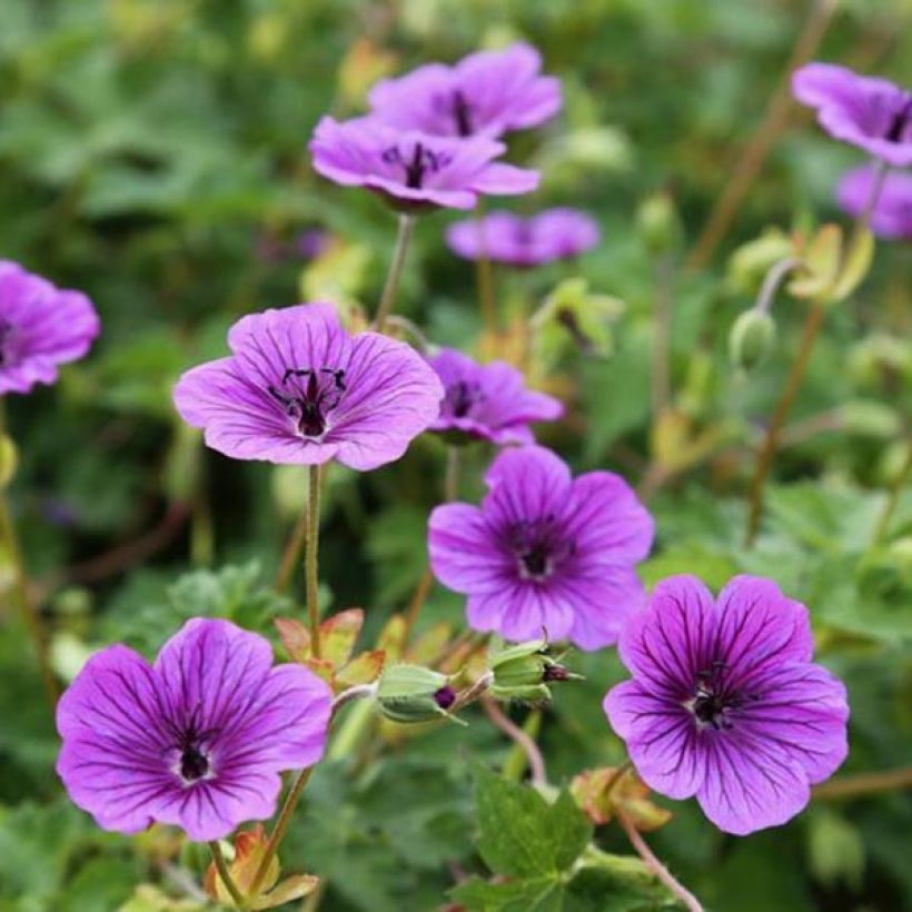 Geranium Censation Daily Purple (Flowering)
