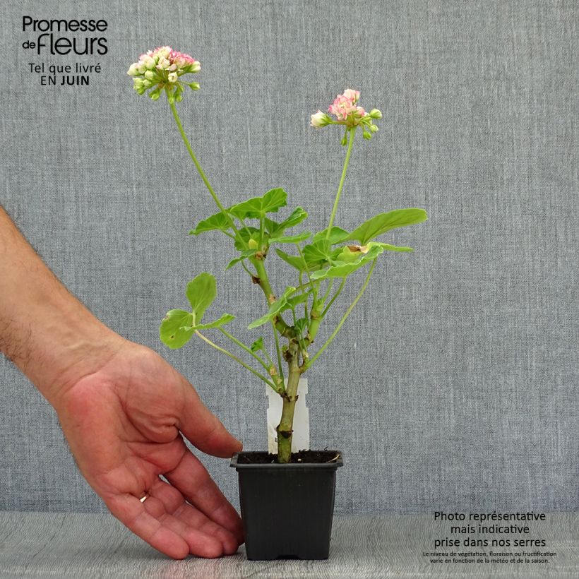 Example of Pelargonium hortorum Apple Blossom Rosebud as you get in ete