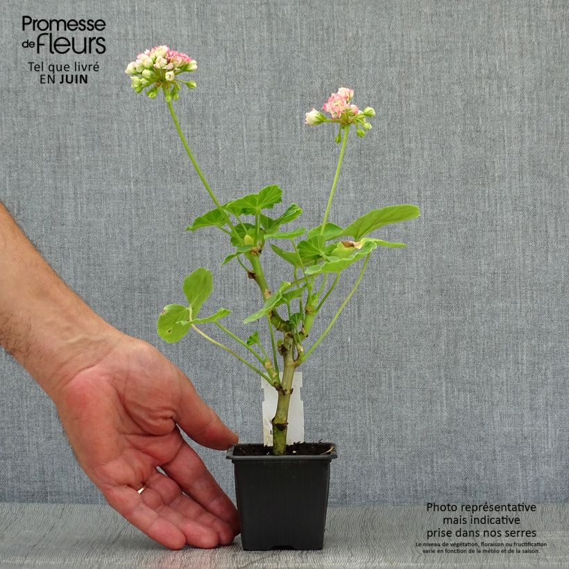 Pelargonium hortorum Apple Blossom Rosebud 7/8 cm pot sample as delivered in summer
